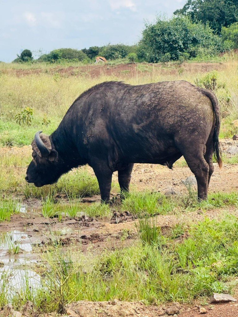 Savanna