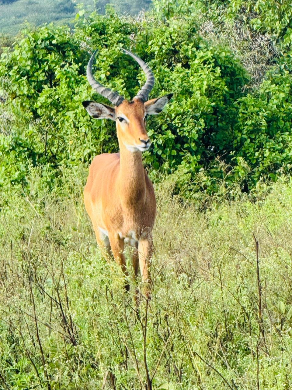 WhatsApp Image 2026 05 22 at 3.29.53 PM (1) — Precious Ecostar Safaris