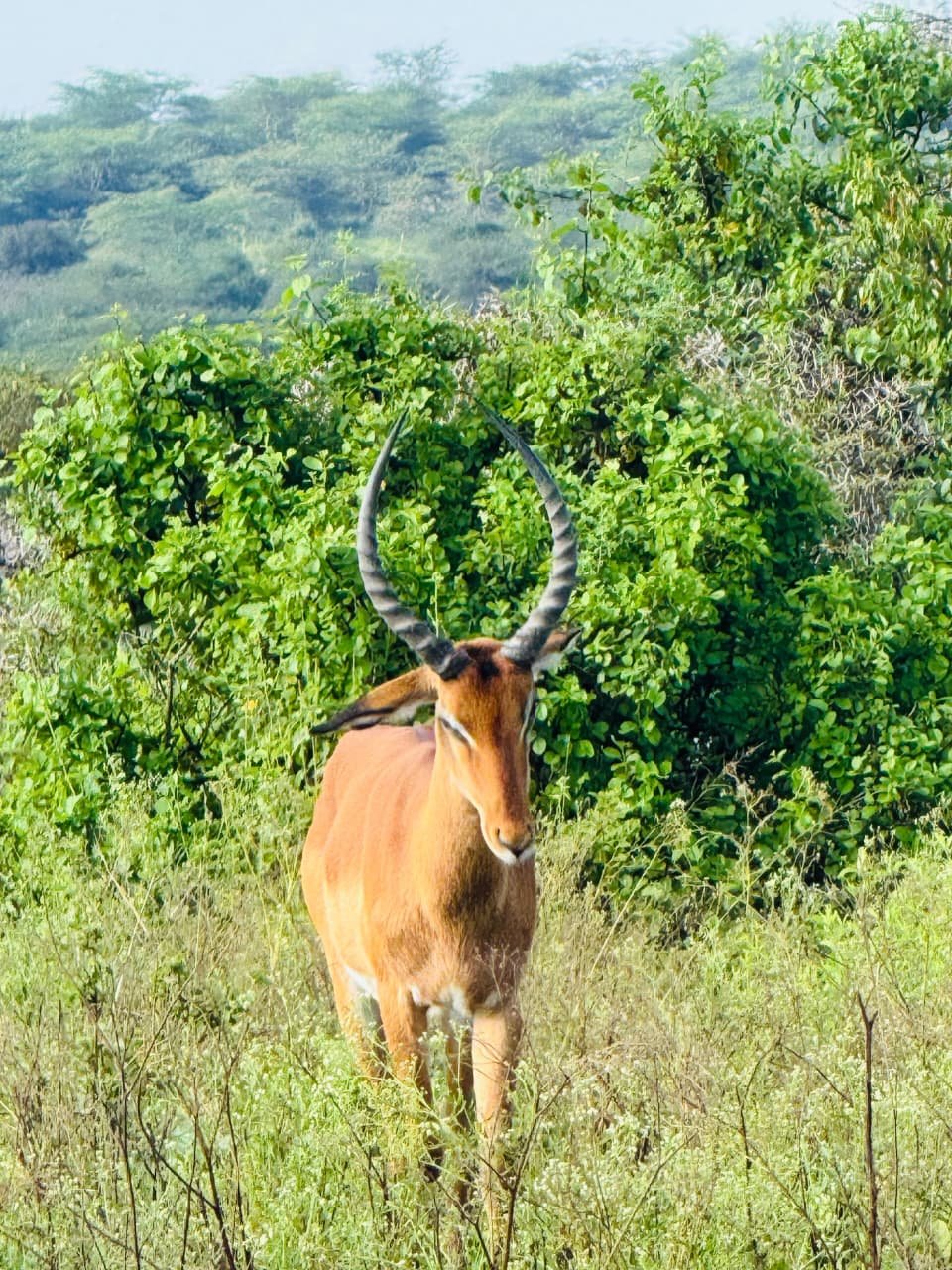 WhatsApp Image 2026 05 22 at 3.29.54 PM (1) — Precious Ecostar Safaris