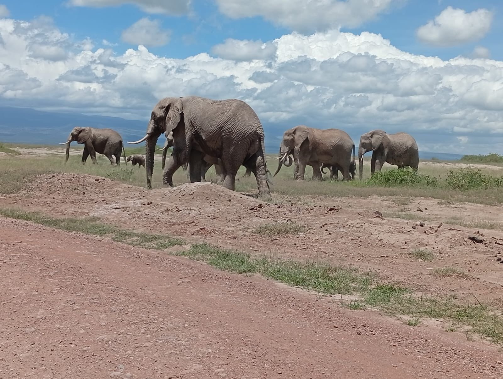 WhatsApp Image 2026 05 22 at 3.30.35 PM (1) Copy — Precious Ecostar Safaris