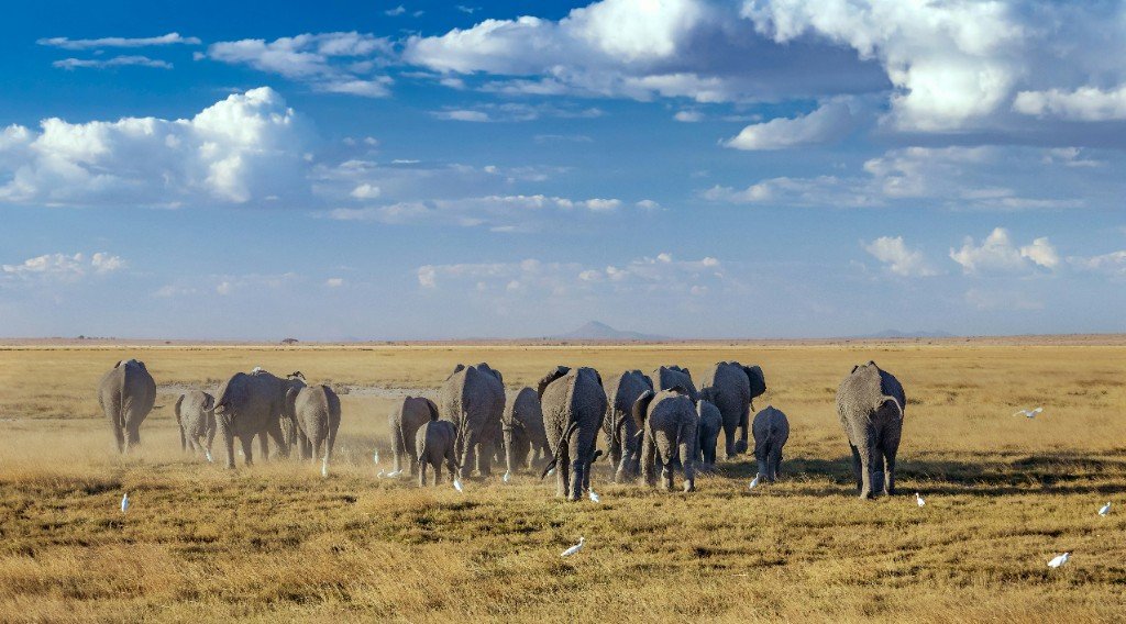 Elephant herd crossing the Amboseli plains