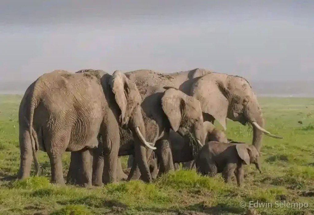 Elephant herd 01 — Precious Ecostar Safaris