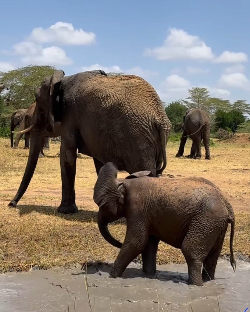 Elephant herd 02 — Precious Ecostar Safaris