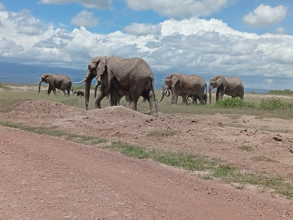 Elephant herd 03 — Precious Ecostar Safaris