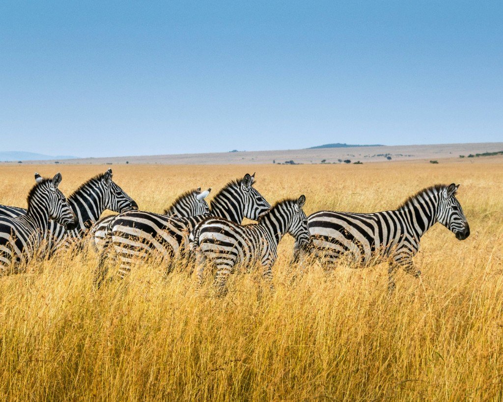 Zebras grazing on the Maasai Mara plains