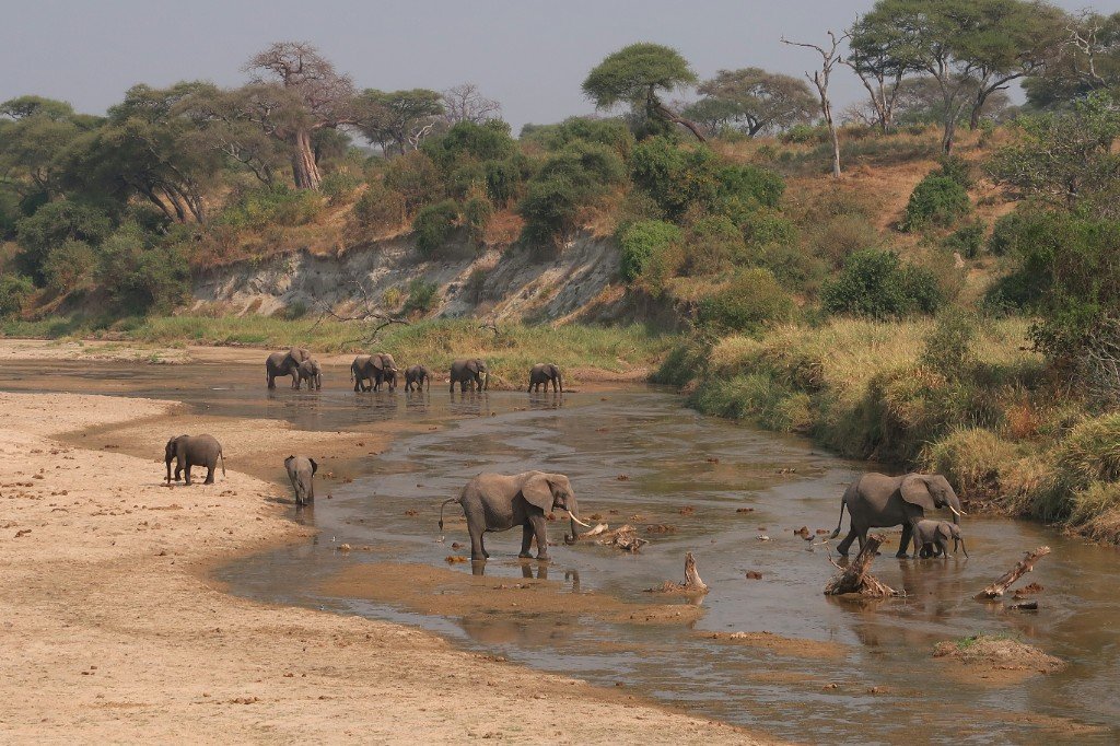 Elephants along a river on safari in Tanzania