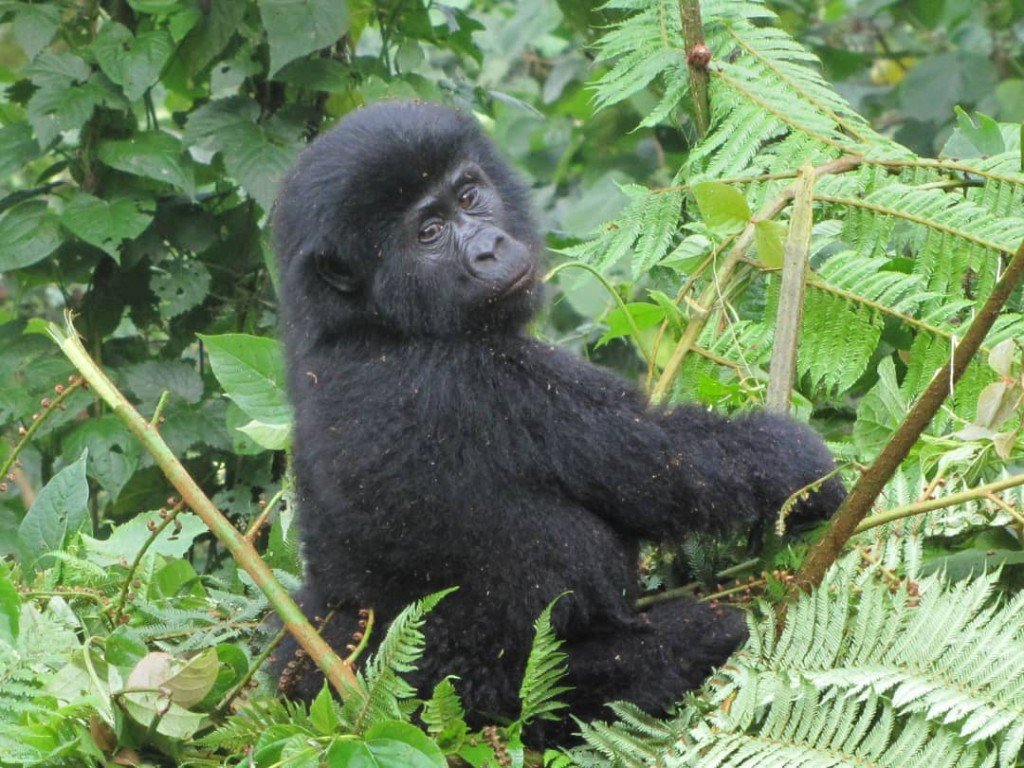Mountain gorilla in Bwindi Impenetrable Forest, Uganda