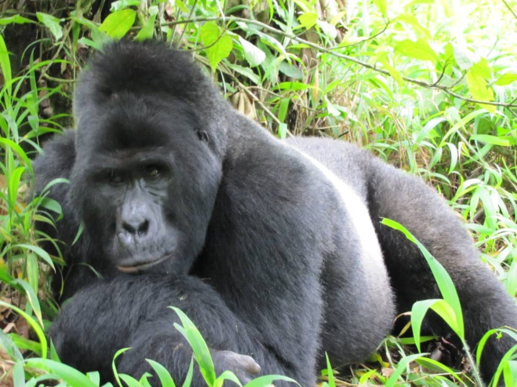 Uganda gorilla safari 03 — Precious Ecostar Safaris